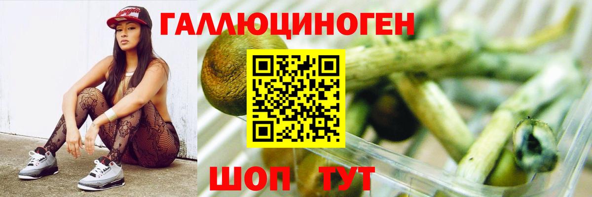 Псилоцибиновые грибы GOLDEN TEACHER Балтийск